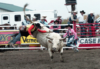 A bull bucking the rider off