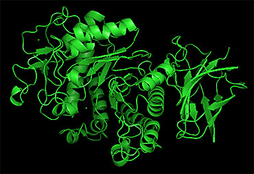 An illustration of an enzyme prepared by Peter Reilly's lab.