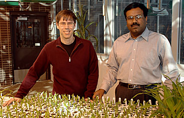 Patrick Schnable and Srinivas Aluru in an Iowa State University greenhouse.