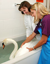 Lancelot in therapy
treatment.